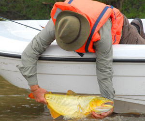 Pesca de Dourado