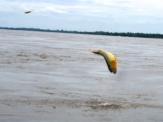 Pesca de Dourado