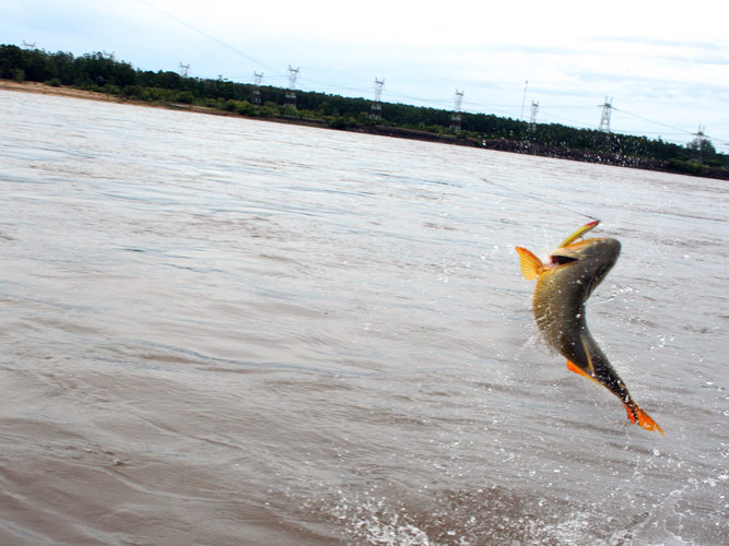 Pesca de Dourado