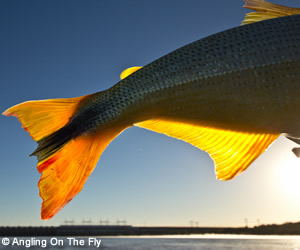 Pesca de Dourados