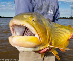 Pesca de Dourados