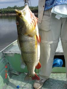 brazil-amazon-peacock-bass-fishing-gallery-22